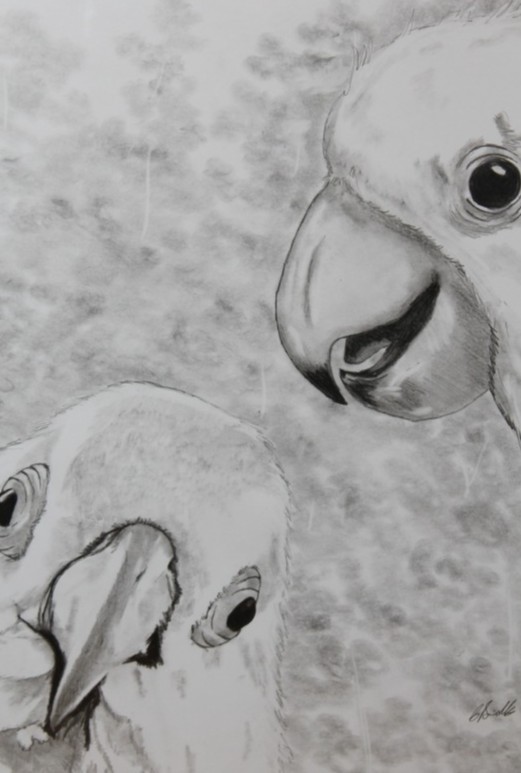 Pencil drawing