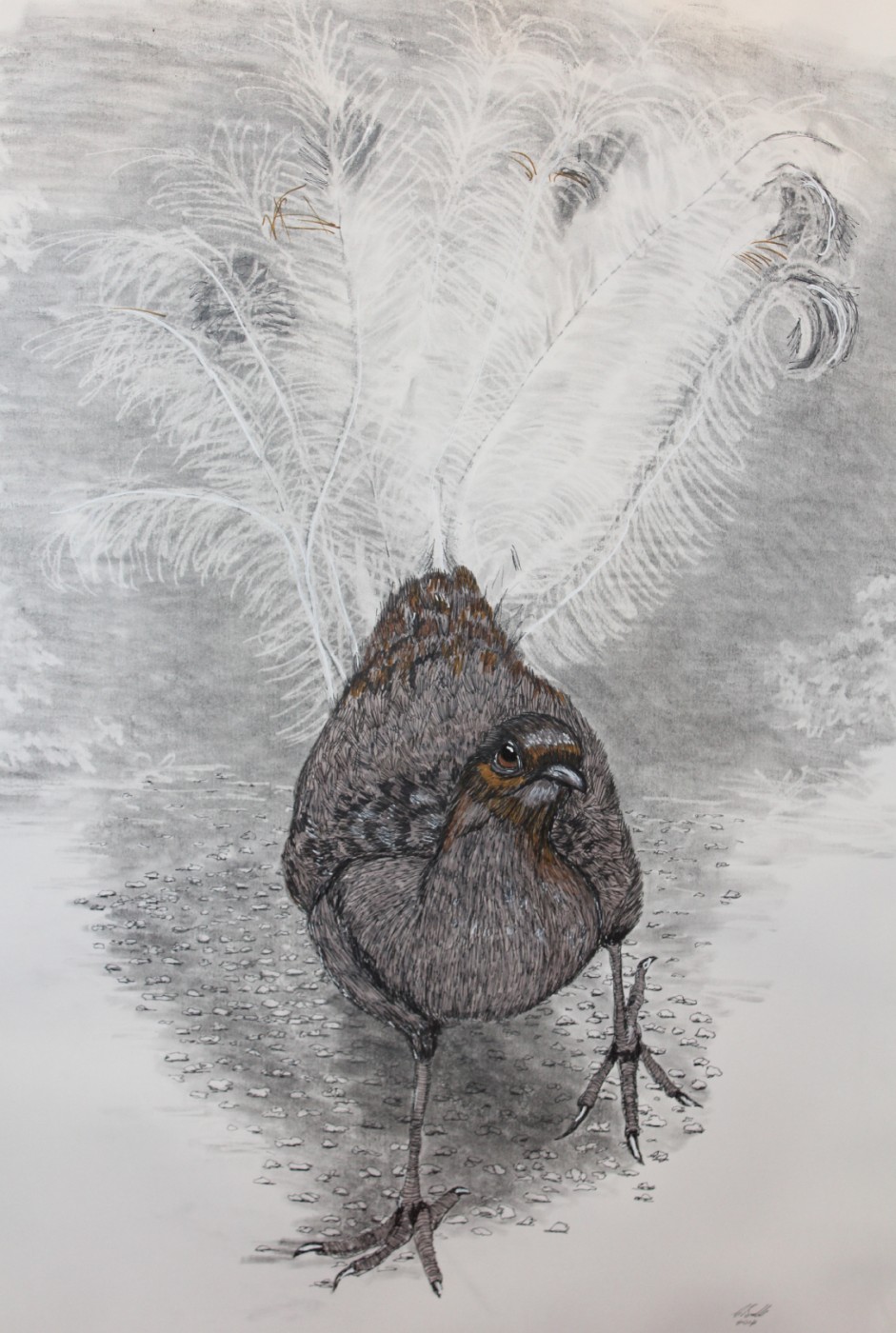 Fauna study