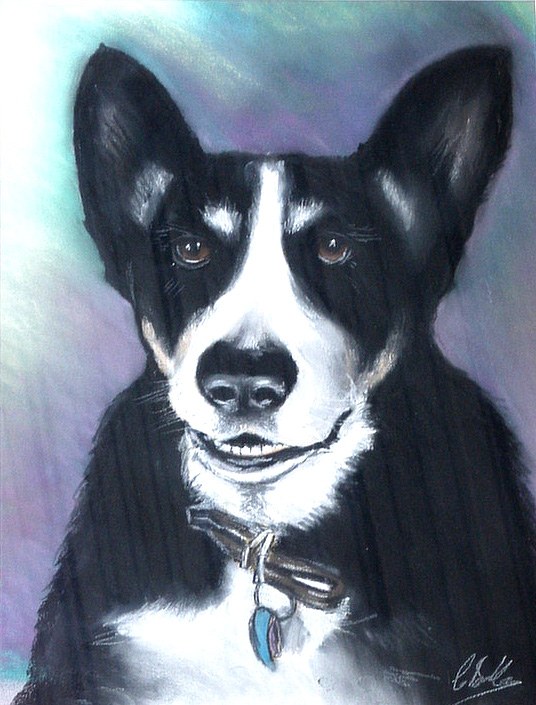 Portrait of a black and white dog