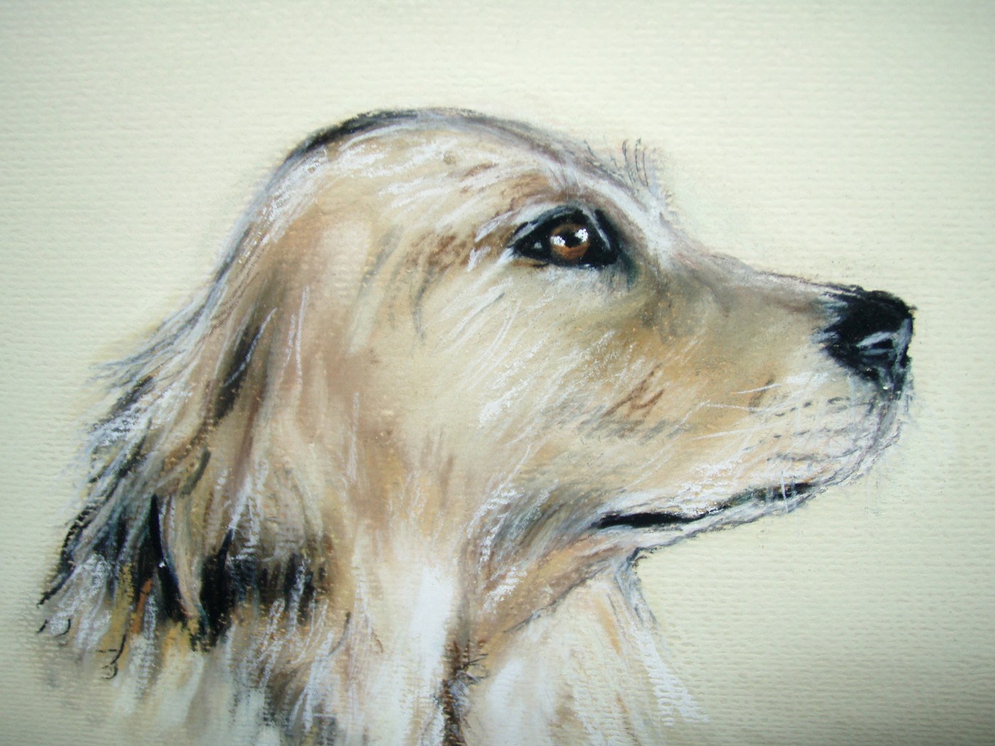 Portrait of a golden coloured dog in profile