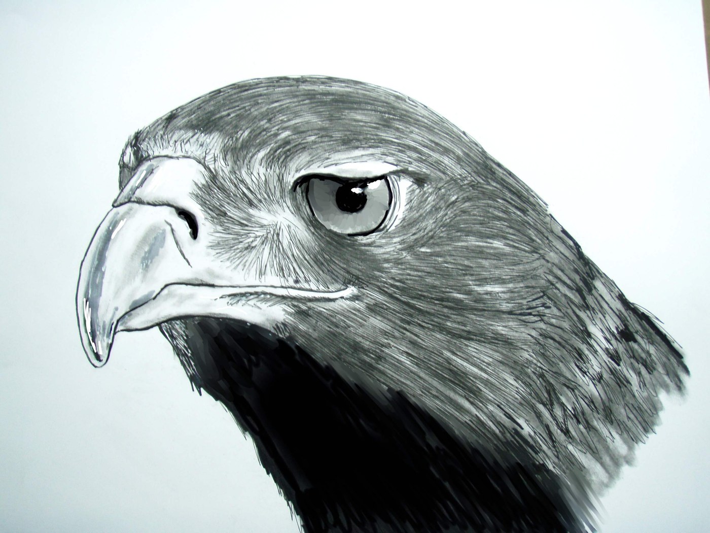 Drawing of an eagle’s head in profile
