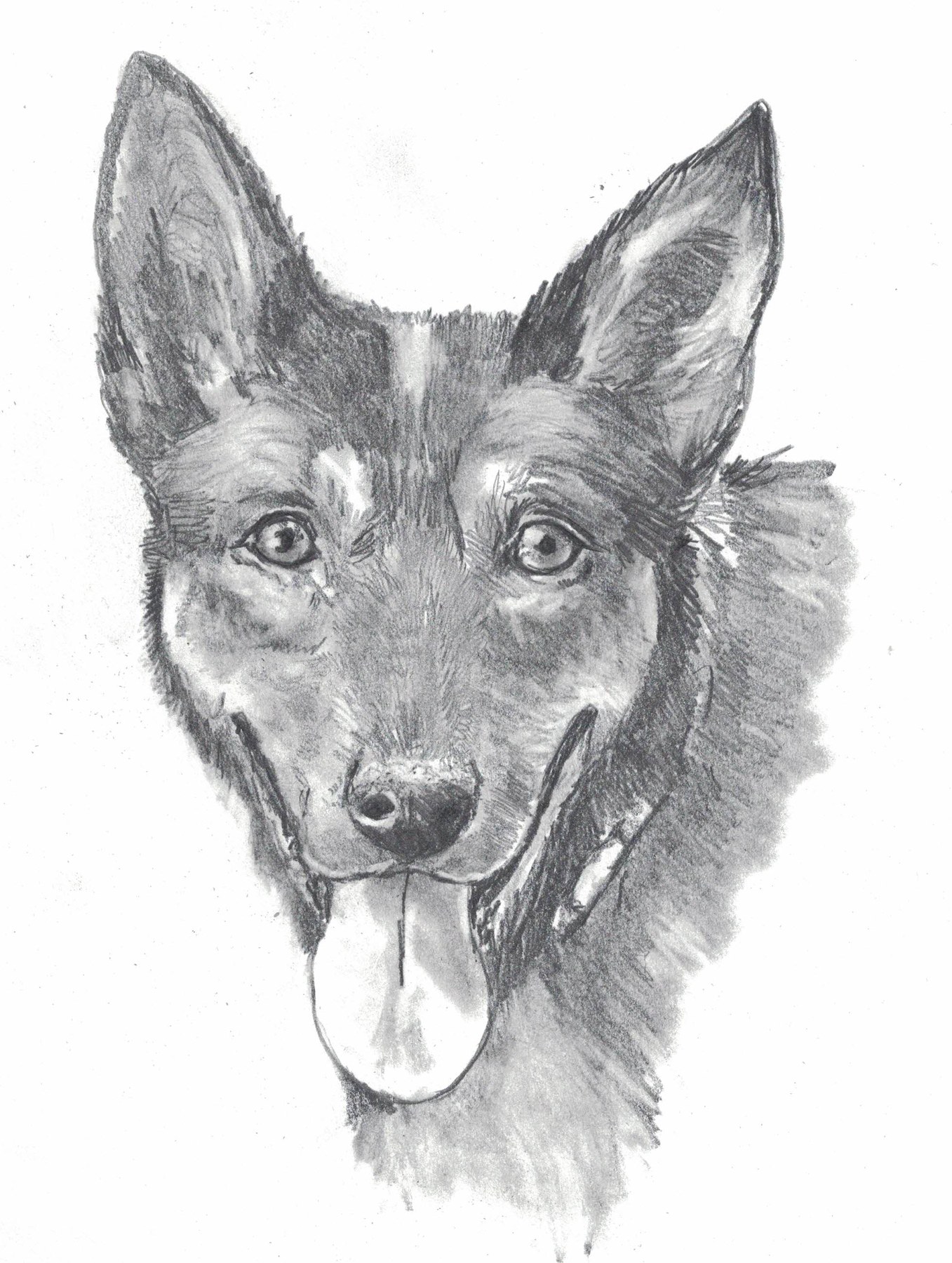 Pencil portrait of a dog with upright ears