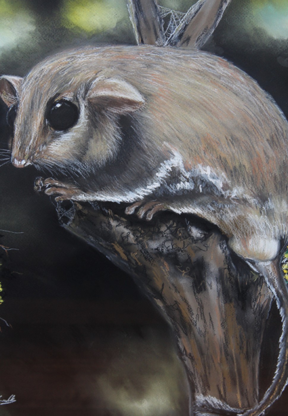 Fauna study