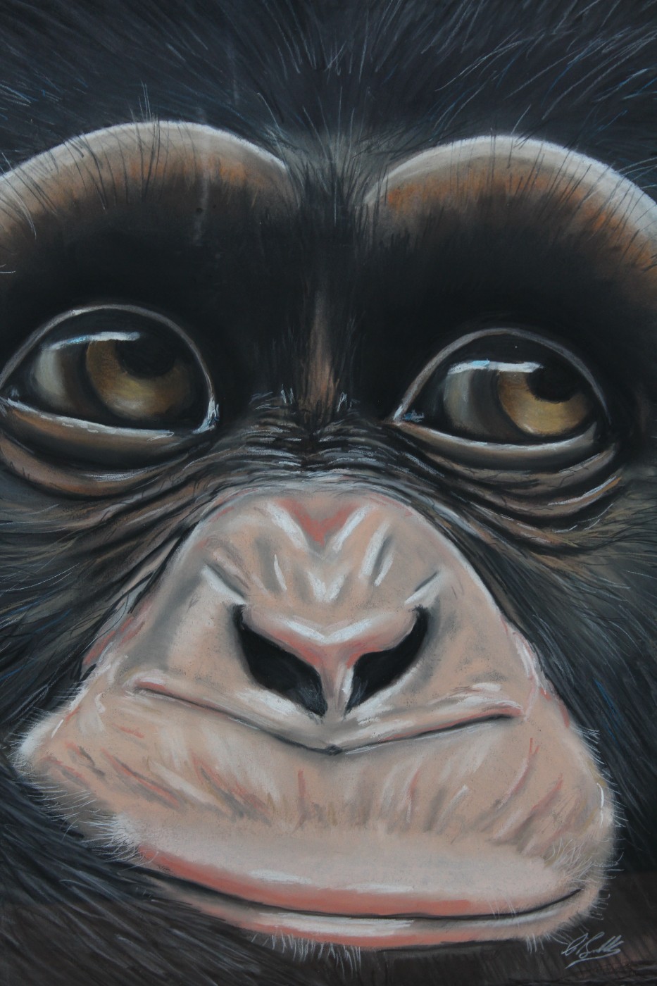 Fauna study